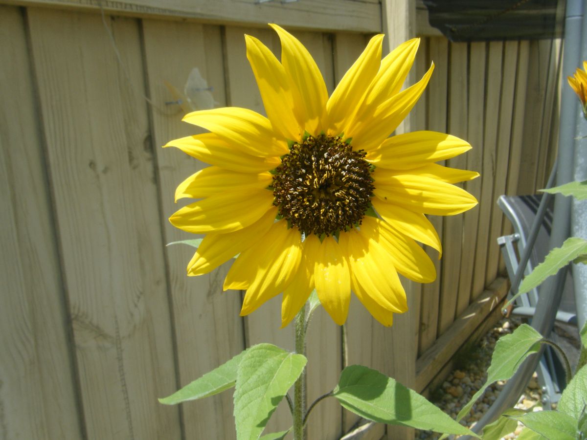 Captured using FinePix Z20fd