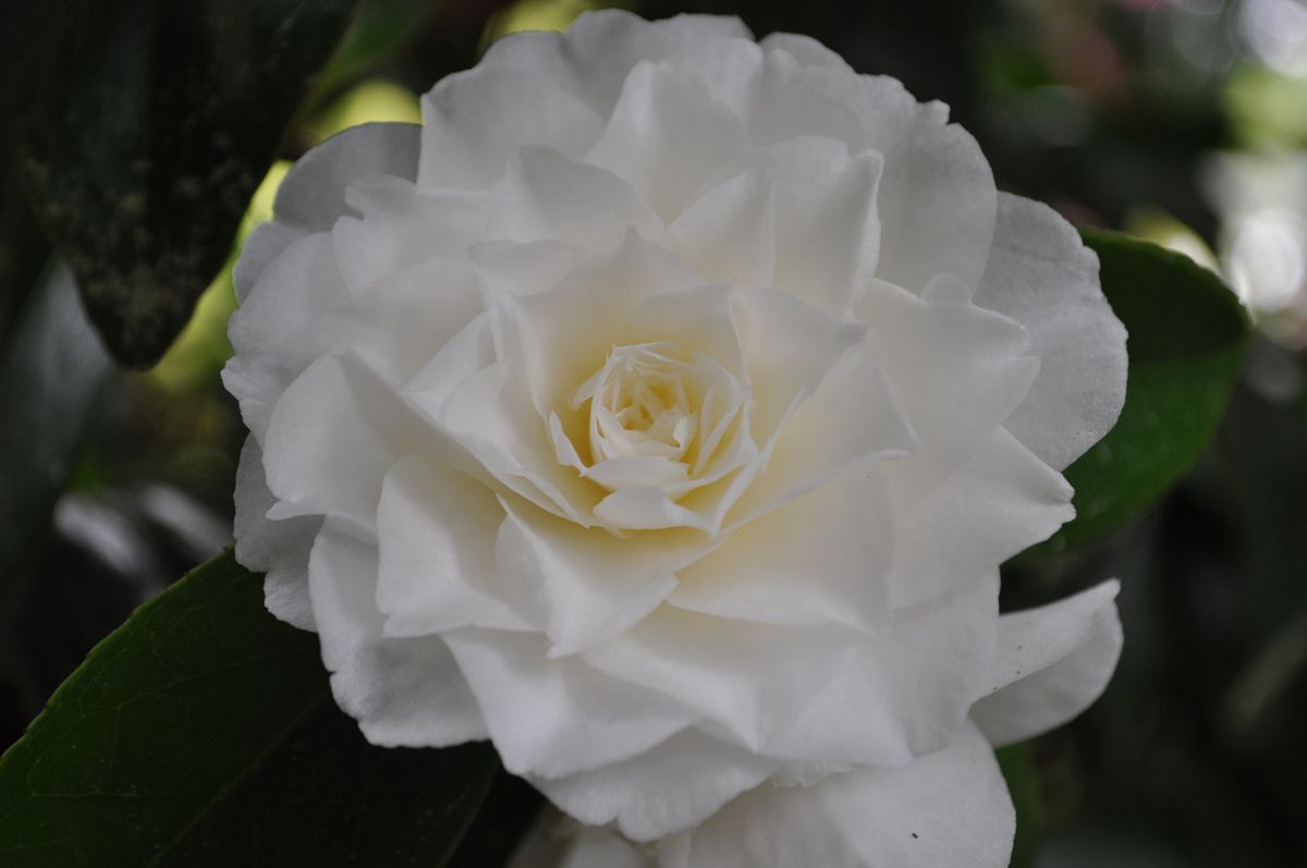 Captured using NIKON D90