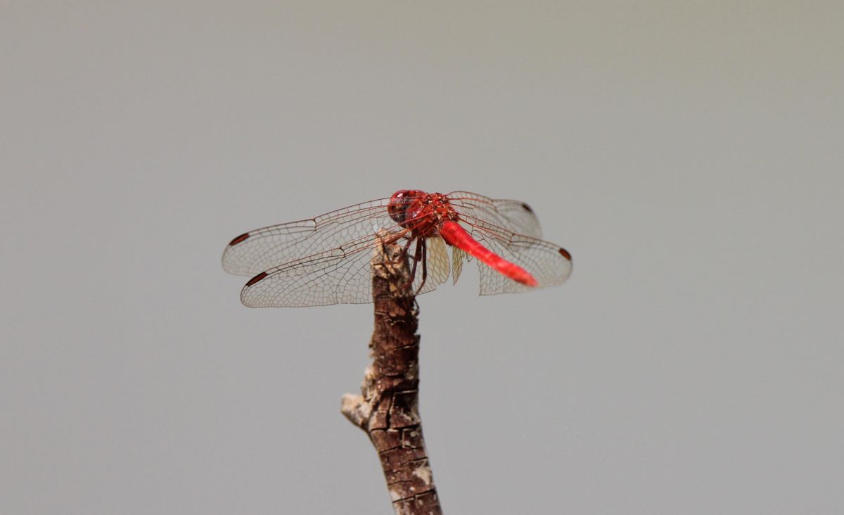 Photo 046_50d5 - Captured with Canon EOS 1100D