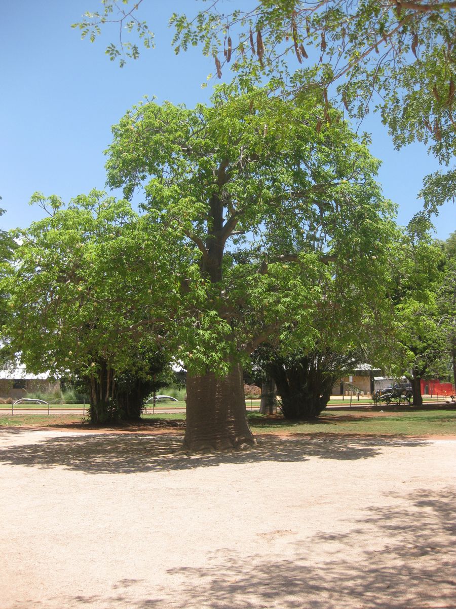 Photo 2-broome - Captured with Canon DIGITAL IXUS 90 IS