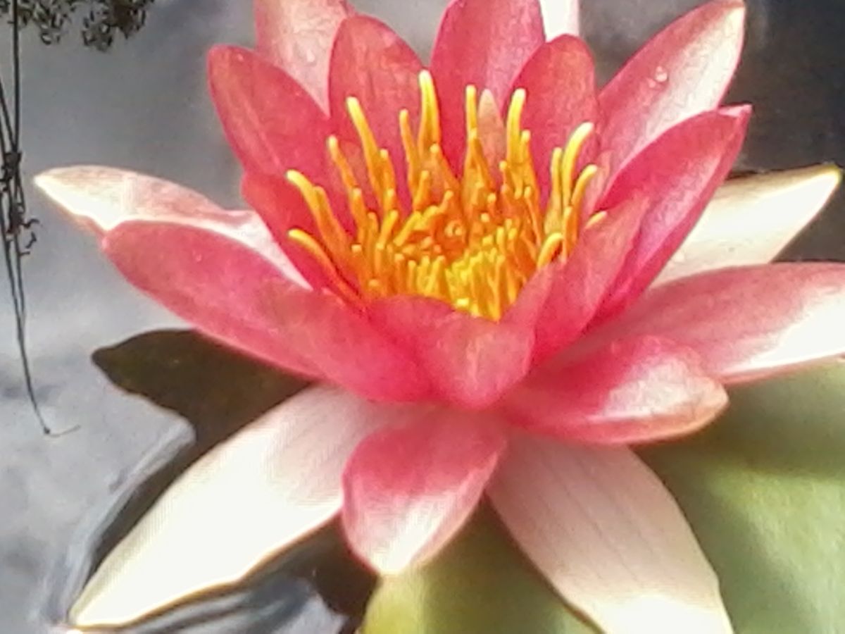 Photo 2012-02- - Captured with GT-I5500 