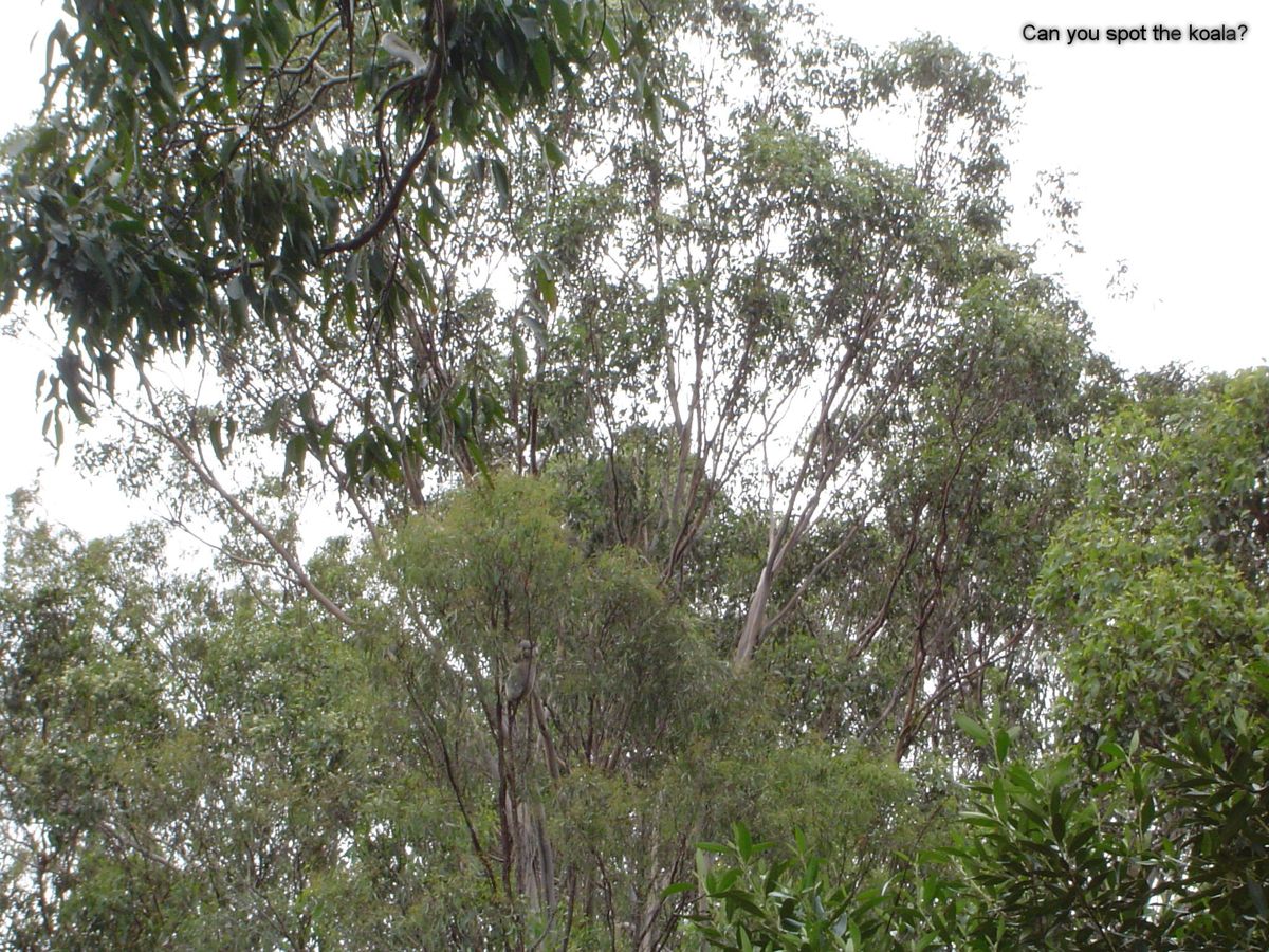 Photo 335973_5 - Captured with Camera