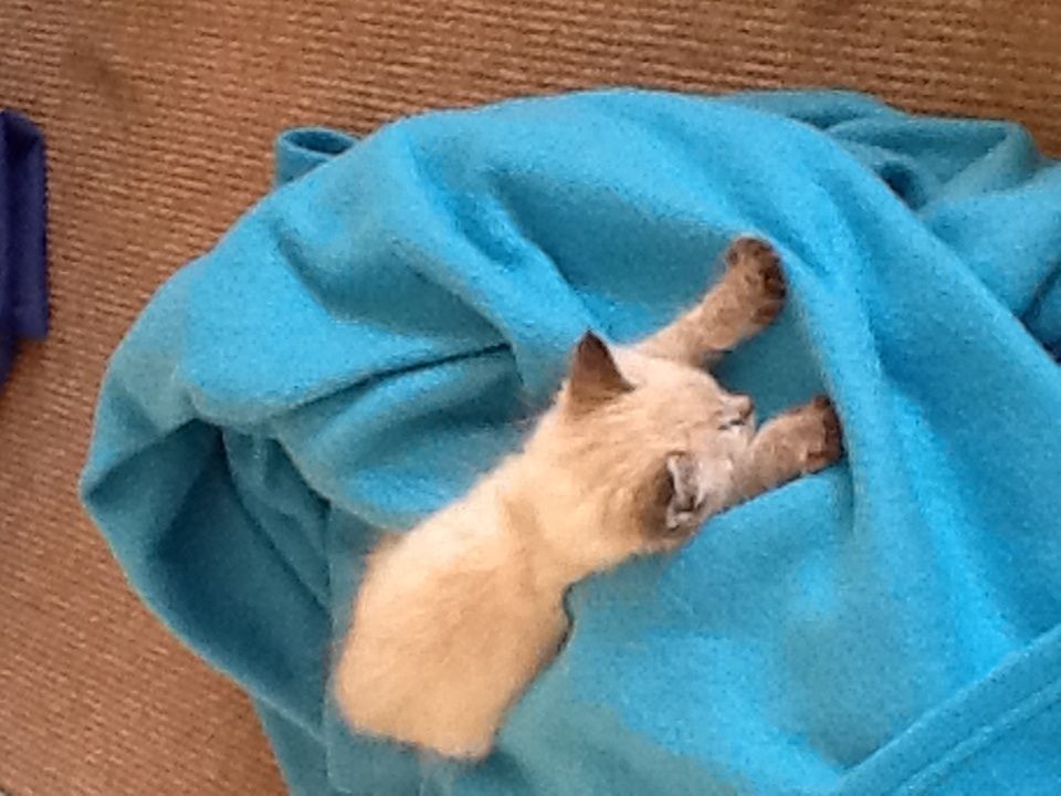 Photo 375359_5 - Captured with Camera