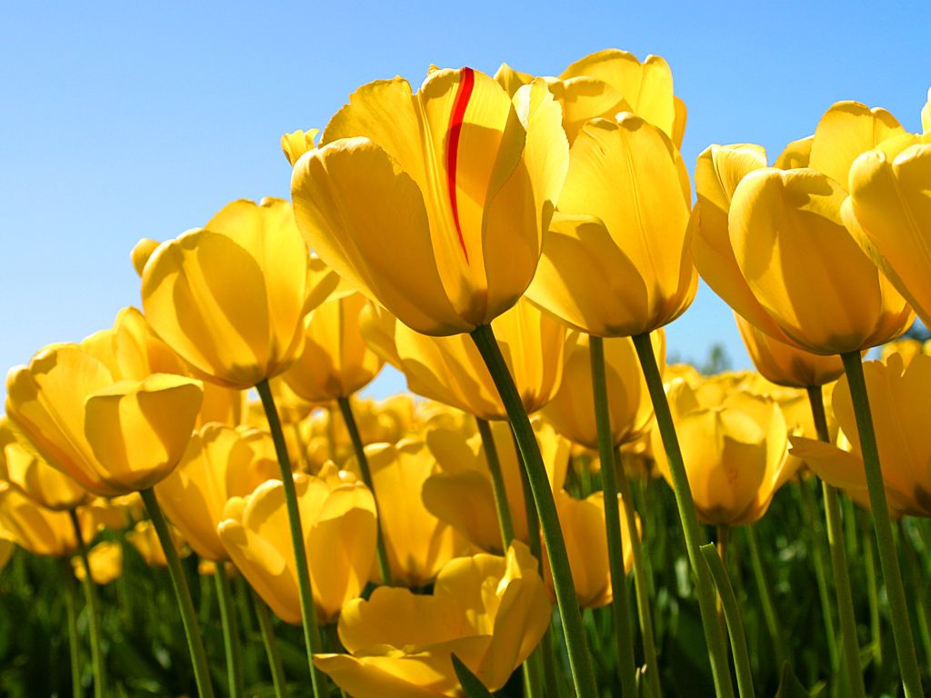 Photo 377657_5 - Captured with Camera
