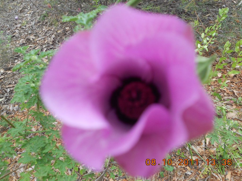 Photo 390293_5 - Captured with COOLPIX S3000