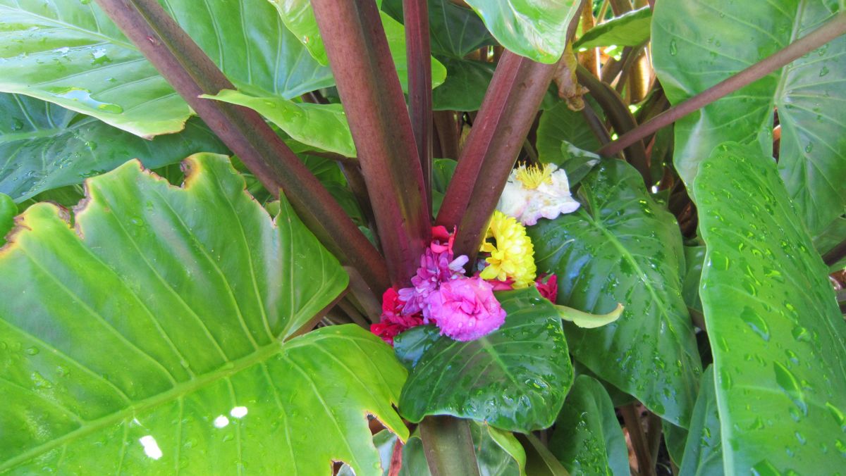 Photo 396643_5 - Captured with Canon IXUS 210